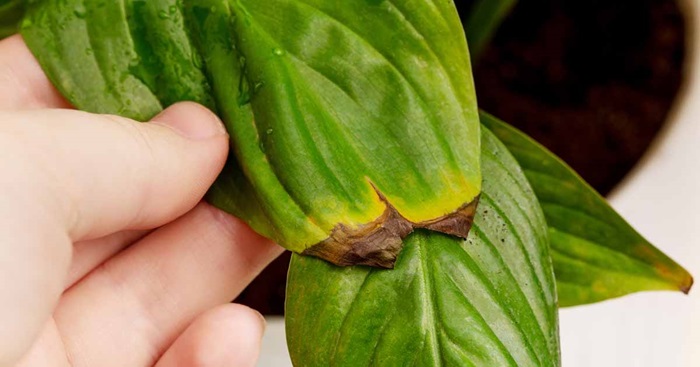 Peace Lily Leaves Turning Yellow and Brown FB