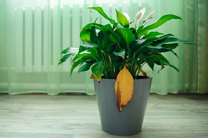 Peace Lily with a Yellow Leaf